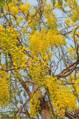 Beautiful Flowers of Golden Shower Tree, Thailand