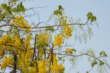 Beautiful Flowers of Golden Shower Tree, Thailand