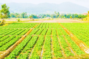 Tayland doğasında sebze bahçesi, Tayland