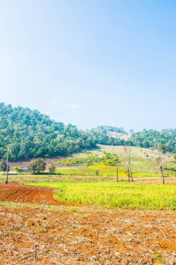 Tayland ülke tarımının manzarası, Tayland