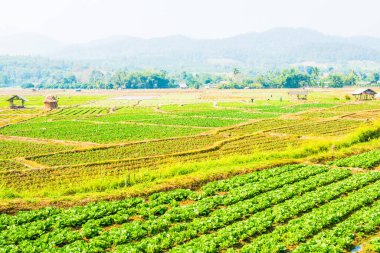 Tayland doğasında sebze bahçesi, Tayland