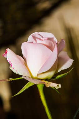 Close up of pink rose, Thailand