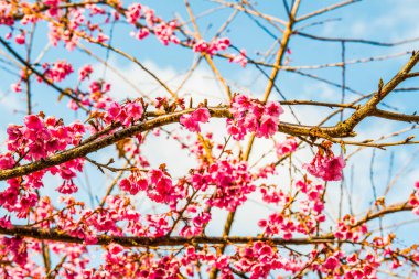 Close Up of Cherry Blossum at Chiangmai Province, Thailand