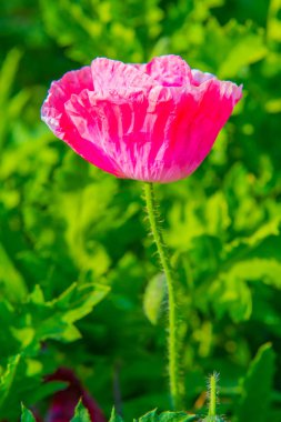 Close Up of Opium Poppy Flower, Thailand