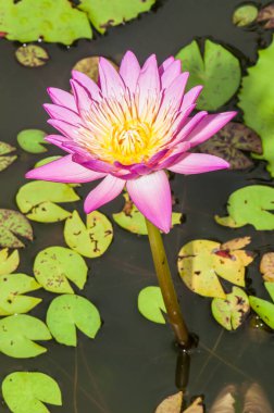 Pembe nilüfer çiçeğinin içine, Tayland 'a yakın.