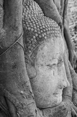 Mahathat Tapınağı, Ayutthaya, Tayland 'daki ağaç köklerinde Buda heykelinin başı.