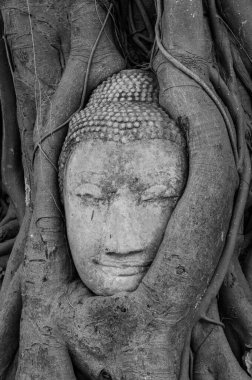 Mahathat Tapınağı, Ayutthaya, Tayland 'daki ağaç köklerinde Buda heykelinin başı.