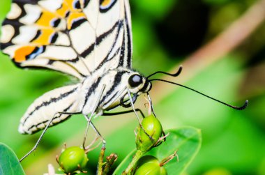 Tayland, halk parkında güzel bir kelebek