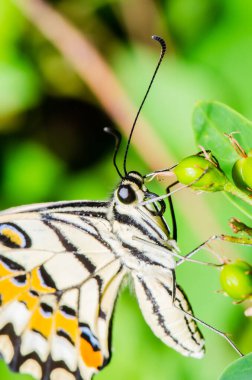 Tayland, halk parkında güzel bir kelebek