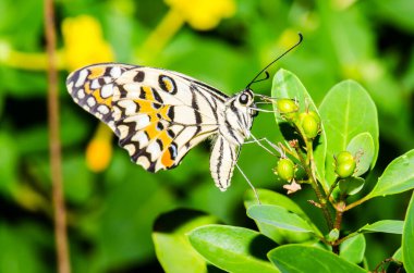 Tayland, halk parkında güzel bir kelebek