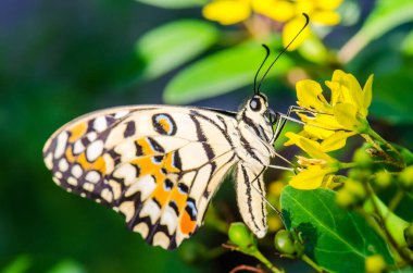 Tayland 'da, halk parkında kelebek kuru çiçekte.