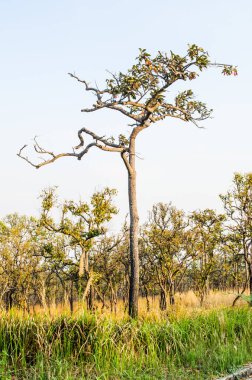 Pa Hin Ngam Ulusal Parkı, Tayland Ağaçları