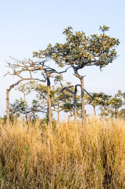 Pa Hin Ngam Ulusal Parkı, Tayland Ağaçları