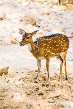 Benekli geyik portresi, Tayland