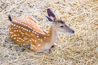 Benekli geyik portresi, Tayland