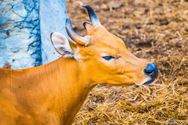 Banteng, Tayland 'ın Baş Fotoğrafı