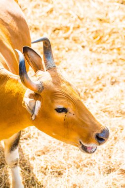 Banteng, Tayland 'ın Baş Fotoğrafı