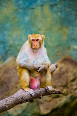 Rhesus Macaque 'ın Portresi, Tayland