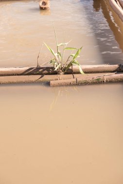 Bambu Kwan Phayao Gölü, Phayao ili.