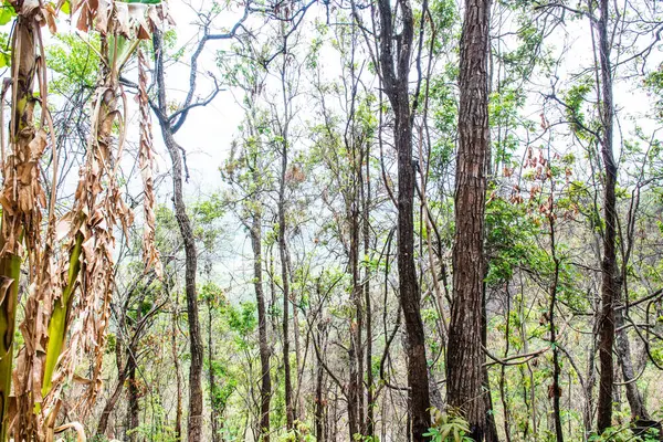 stock image Trees on mountain, Thailand.