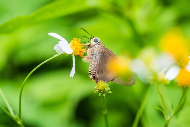 Bahçede siyah kelebek, Tayland