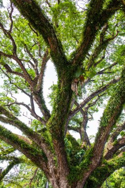 Chiang Kham bölgesinde güzel bir yağmur ağacı, Phayao vilayeti