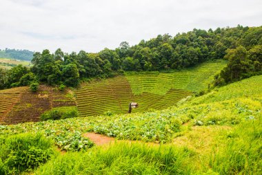 Tayland, Tayland 'da doğal manzara.