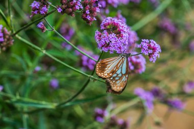 Tayland 'da kelebekli verbena çiçekleri.