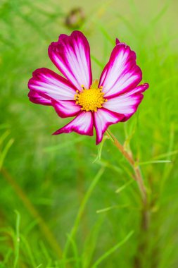 Güzel kozmos çiçeği, Tayland.