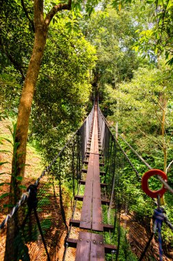 Mae Fah Luang Bahçesinde Ağaç Tepesi Yürüyüşü, Chiang Rai.