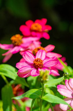 Doğal arka planı olan Zinnia çiçeği, Tayland.