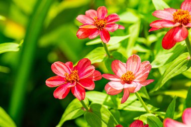Doğal arka planı olan Zinnia çiçeği, Tayland.