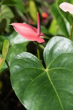 Doğal arka planı olan Anthurium çiçeği, Tayland.