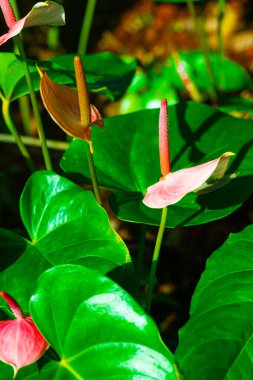 Doğal arka planı olan Anthurium çiçeği, Tayland.