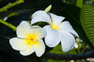 Tayland 'ın güzel beyaz tesisatçısı..