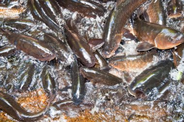 Tayland 'da bir grup balık..