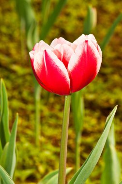 Tayland 'da kırmızı güzel laleye yakın çekim.
