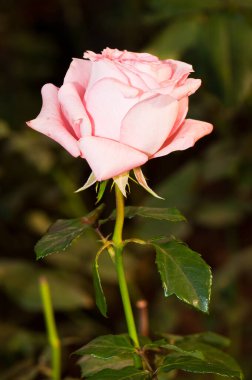 Tayland 'da, bahçedeki güzel pembe gülün yakın çekimi.
