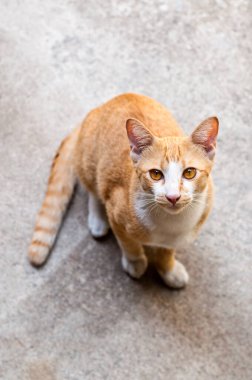 Tayland kedisi yerde..