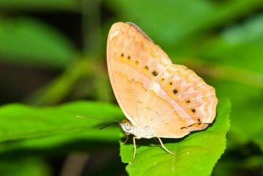 Pang Si-Da Ulusal Parkı 'nda Kelebek, Sakaeo, Thiland
