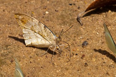 Pang Si-Da Ulusal Parkı 'nda Kelebek, Sakaeo, Thiland