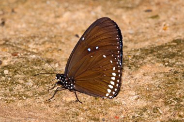 Pang Si-Da Ulusal Parkı 'nda Kelebek, Sakaeo, Thiland