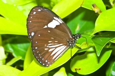 Pang Si-Da Ulusal Parkı 'nda Kelebek, Sakaeo, Thiland