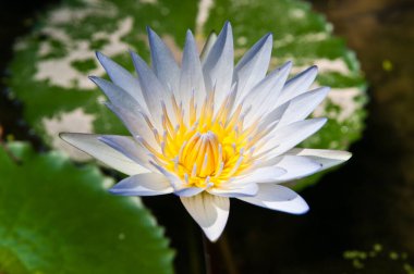 Lotus tapınakta, Tayland 'da.
