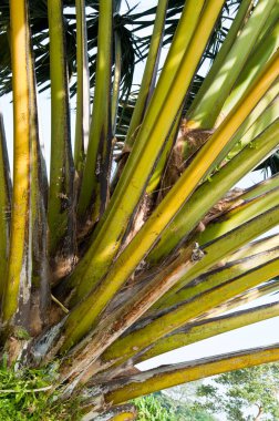 Tayland 'da palmiye yaprağının göbeğinde yazı.