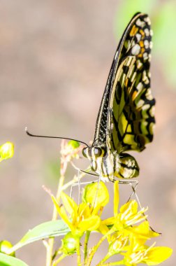 Beautiful butterfly on flower in public park, Thailand