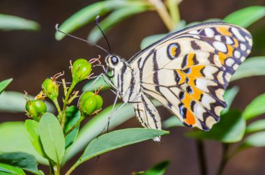 Tayland, halk parkında güzel bir kelebek