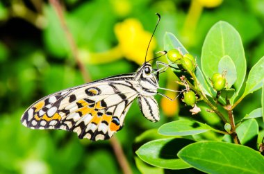 Tayland, halk parkında güzel bir kelebek