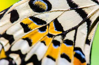 Kelebeğin güzel kanadı, Tayland