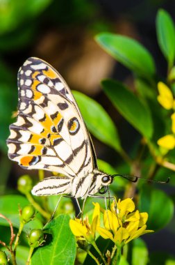 Tayland 'da, halk parkında kelebek kuru çiçekte.